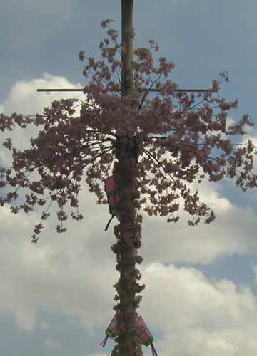 ●街中のさびしい桜、今年もさらに_d0053294_23111513.jpg