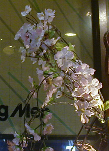 ●街中のさびしい桜、今年もさらに_d0053294_23113647.jpg