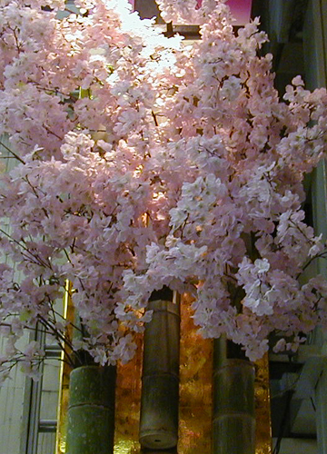 ●街中のさびしい桜、今年もさらに_d0053294_23115664.jpg