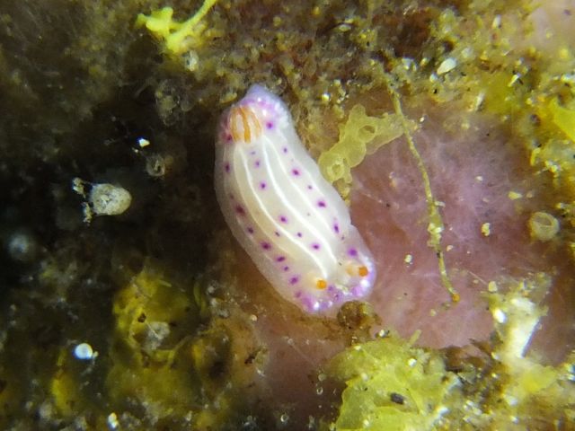 ウミウシいっぱいの雲見【2012年4月16日】_f0053895_17272312.jpg