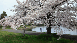 彦根の桜2012_c0093196_1010450.gif