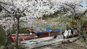 彦根の桜2012_c0093196_1023442.gif