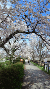彦根の桜2012_c0093196_1035249.gif