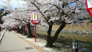彦根の桜2012_c0093196_1064193.gif