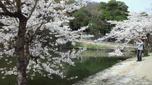 彦根の桜2012_c0093196_10781.gif
