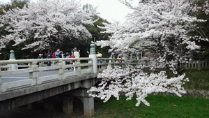 彦根の桜2012_c0093196_9564997.gif