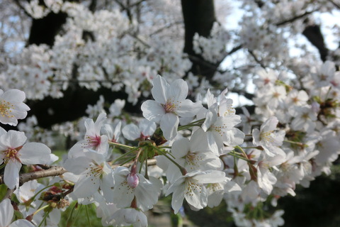 f0153998_2141677.jpg