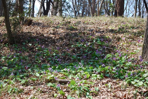 春の森林公園へ：草花編_c0124100_00992.jpg