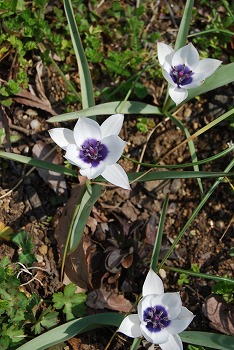 春の森林公園へ：草花編_c0124100_012118.jpg