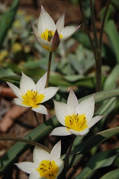 春の森林公園へ：草花編_c0124100_01966.jpg