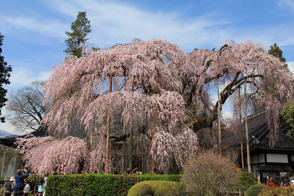 慈雲寺の桜の向こうに見えますよ 乾徳山 けんとくさん の姿 ヤッホー 今日はどちらへ 慈雲寺の桜の向こうに見えますよ 乾徳山 けんとくさん の姿 ヤッホー 今日はどちらへ