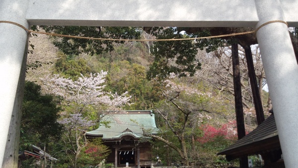 御霊神社の緋桃_a0233202_8111552.jpg