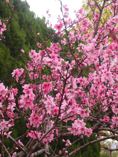 c0128402_1051025.gif