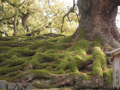 c0128402_1130154.gif