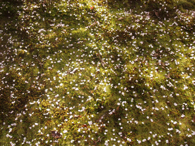 c0128402_11305527.gif