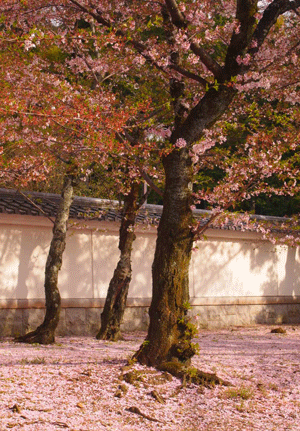 c0128402_1135097.gif