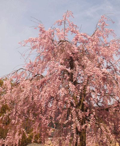 c0128402_113538.gif