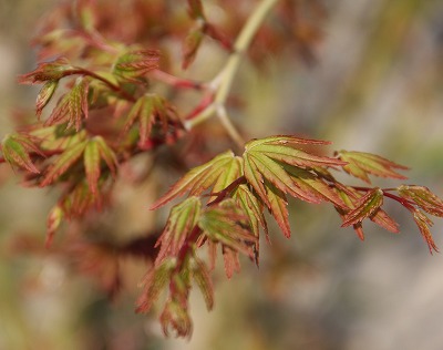 a0123003_943350.jpg