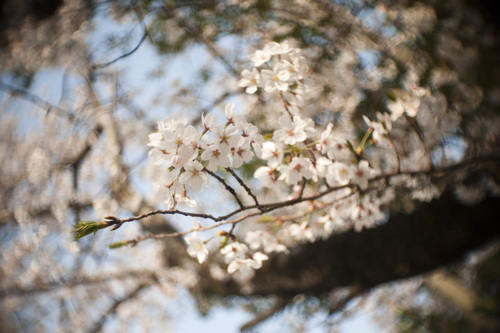 シネ　エクター　と桜　_a0156905_23221453.jpg