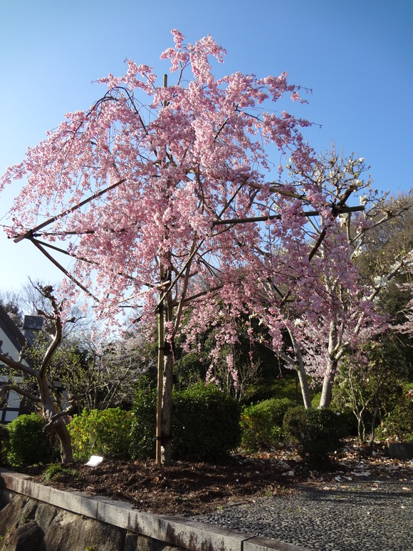 五月山公園でのお花見_a0243305_2355769.jpg