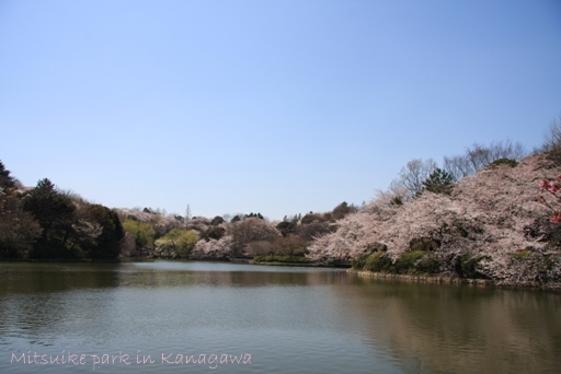 桜　２０１２_c0161005_93546.jpg