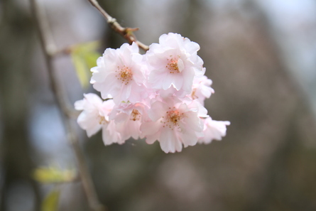 又兵衛桜を目指して!! その１〜安倍文殊院!!（笑）_d0241407_19264823.jpg