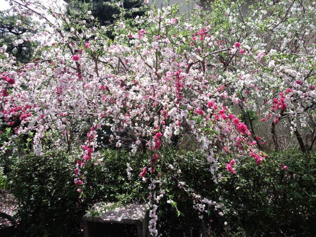 a0040708_0421551.jpg