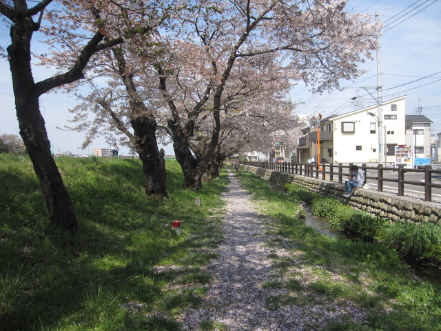 東京郊外の桜Vol.3_b0042308_10455627.jpg