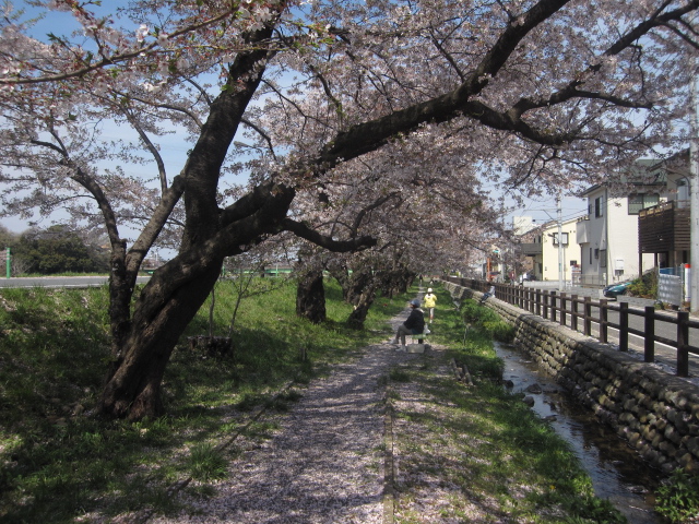 東京郊外の桜Vol.3_b0042308_10485840.jpg