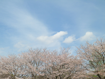 桜満開_b0012811_1724272.jpg