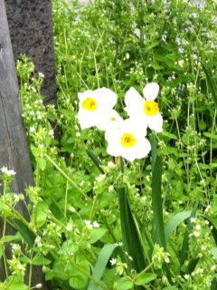 世界にひとつだけの花♪ NO.280_c0102513_22284172.jpg