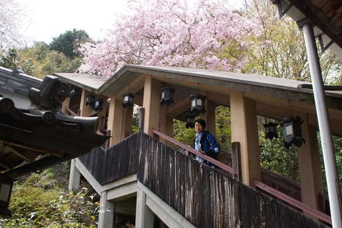 奈良~順明寺~多武峰の談山神社~聖林寺~石舞台~長谷寺~吉野の下千本・金峯山寺・中千本・如意輪寺_f0006713_9105140.jpg