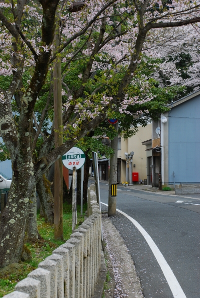 桜　－　舞鶴 / 吉原とか舞鶴基地とか_a0114714_2102090.jpg