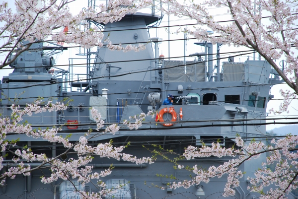 桜　－　舞鶴 / 吉原とか舞鶴基地とか_a0114714_2104823.jpg