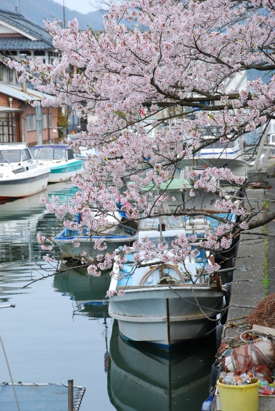 桜　－　舞鶴 / 吉原とか舞鶴基地とか_a0114714_210912.jpg