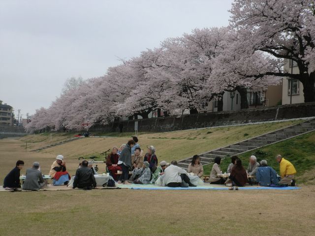 四日連続の花見！_a0256418_1632320.jpg