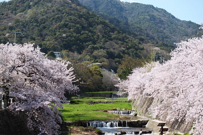 芦屋川の桜 毎日をたのしく 芦屋川の桜 毎日をたのしく