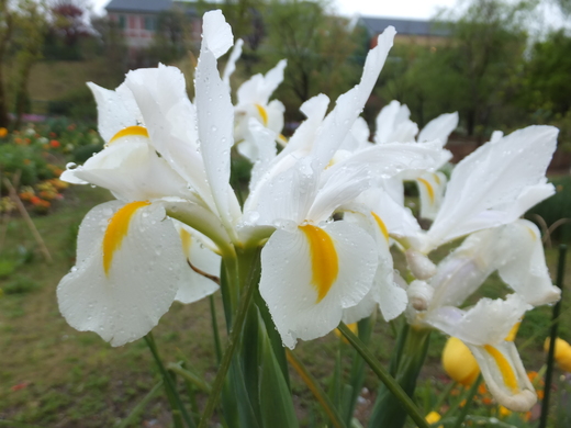 4月16日*花の庭*の様子です。_e0135518_1759979.jpg