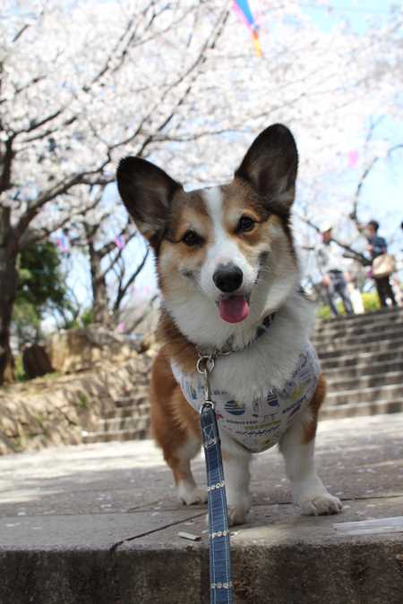 飛鳥山公園の桜♪_f0155118_818719.jpg