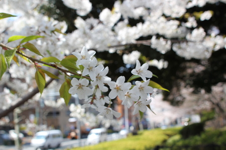 飛鳥山公園の桜♪_f0155118_822922.jpg