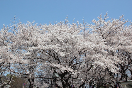 飛鳥山公園の桜♪_f0155118_853368.jpg