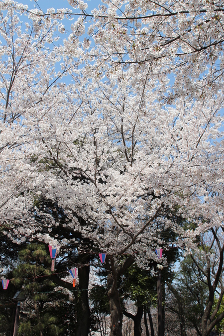 飛鳥山公園の桜♪_f0155118_861580.jpg