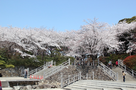 飛鳥山公園の桜♪_f0155118_864973.jpg