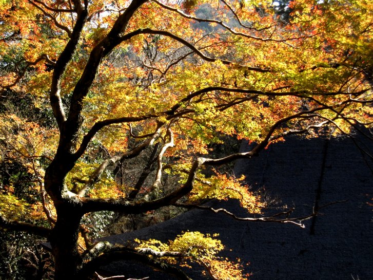 京都・奈良錦秋編(7)：室生寺(10.12)_c0051620_6212313.jpg