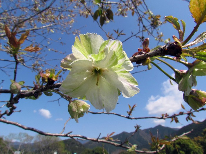 緑色の桜　御衣黄（ぎょいこう）_e0008820_18425027.jpg