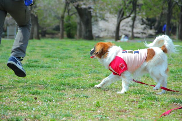 桜の花びらいっぱいの上で_b0154924_911692.jpg