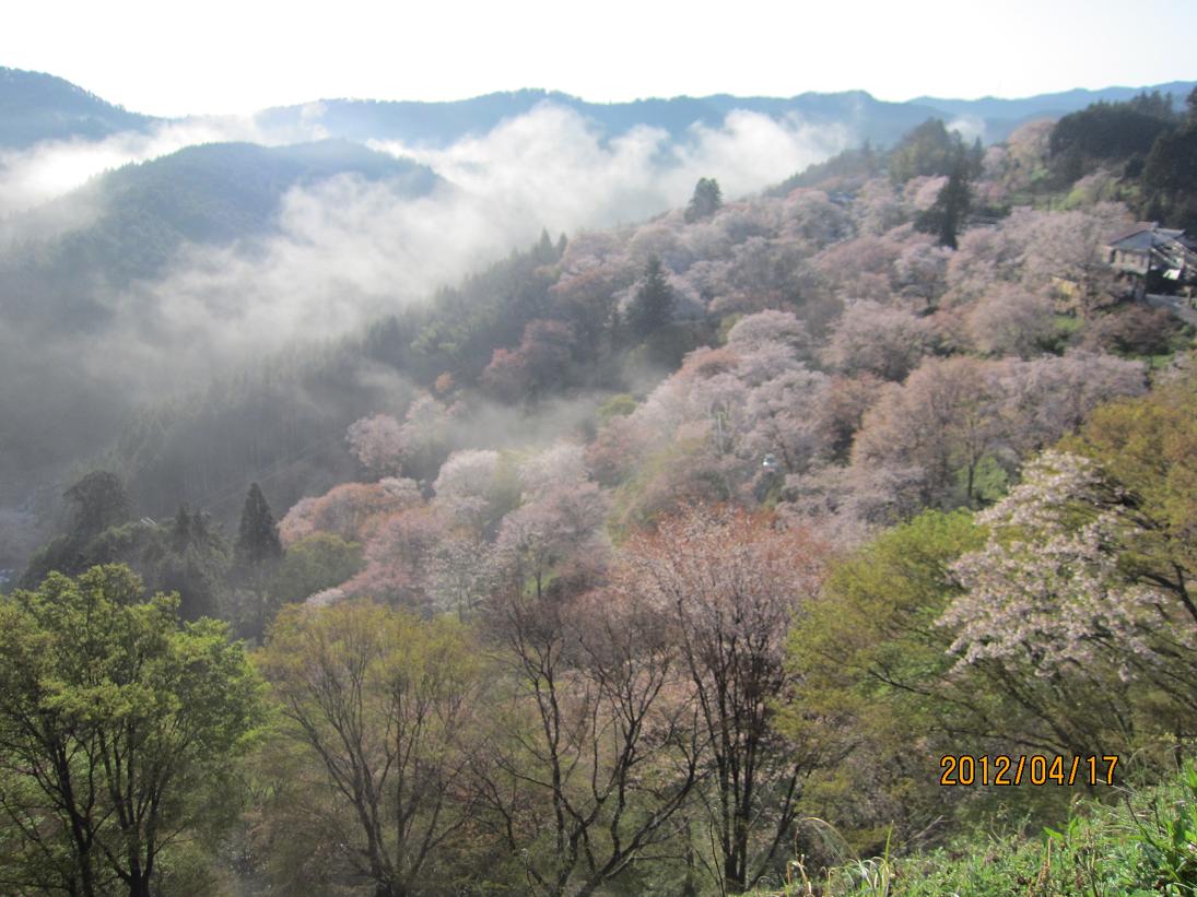 いよいよ 吉野山の一番きれいな日です_e0154524_15394577.jpg