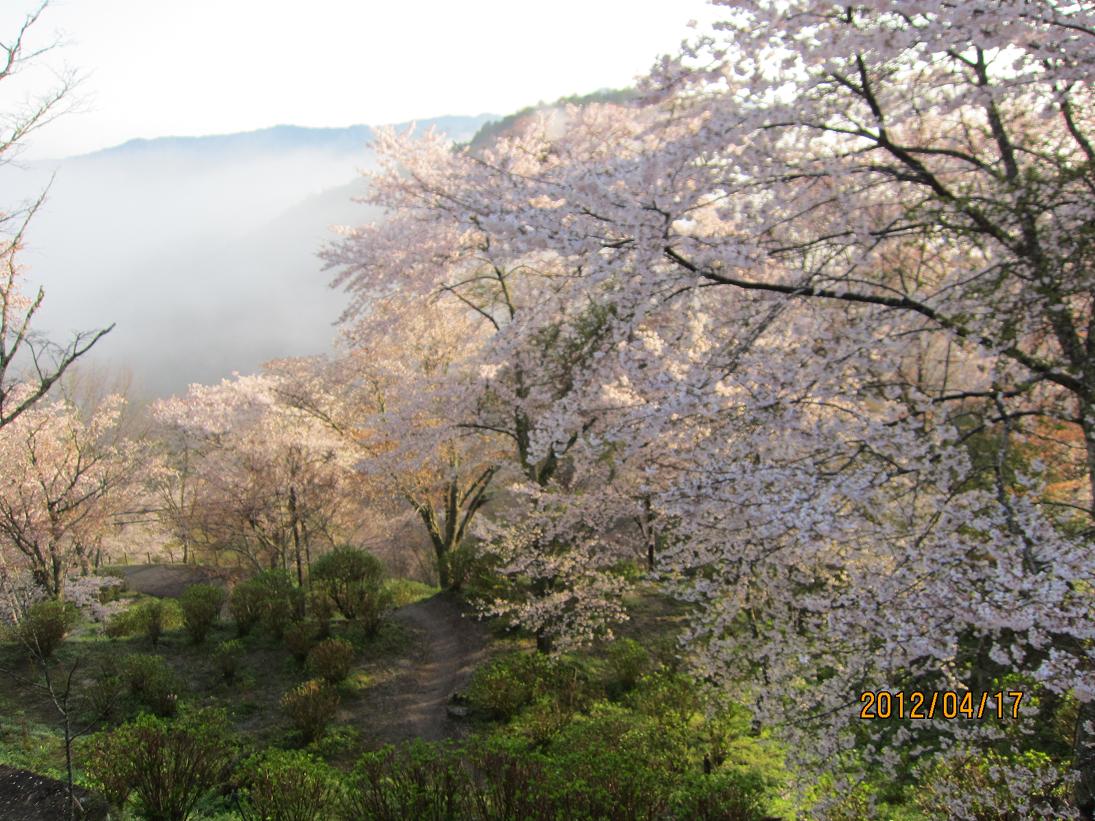 いよいよ 吉野山の一番きれいな日です_e0154524_15401374.jpg