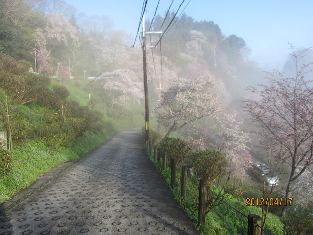 いよいよ 吉野山の一番きれいな日です_e0154524_1540332.jpg