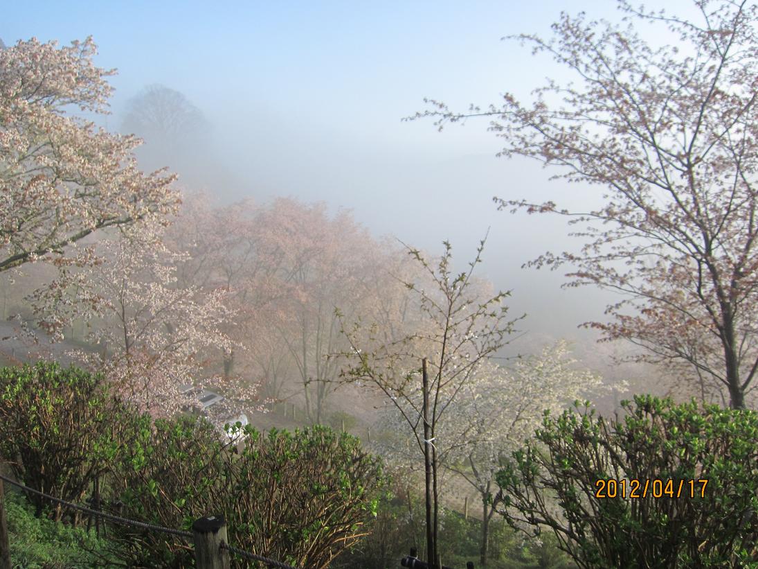 いよいよ 吉野山の一番きれいな日です_e0154524_1540568.jpg